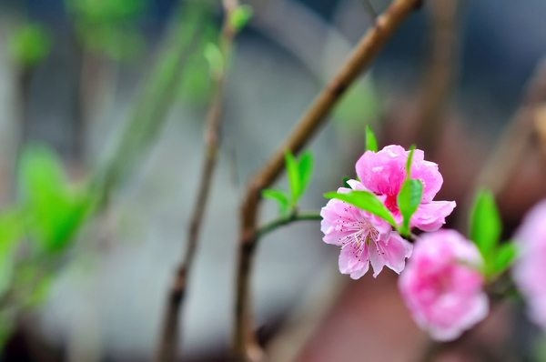 桃花2