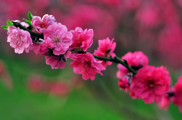 桃花